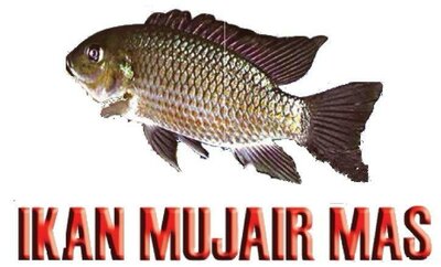 Trademark IKAN MUJAIR MAS