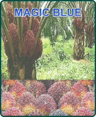 Trademark MAGIC BLUE