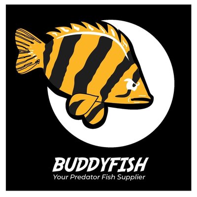 Trademark BUDDYFISH, Your Predator Fish Supplier + Lukisan